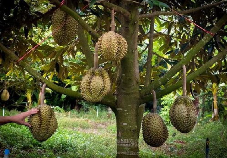 蔬菜配送中心分享報(bào)道:菲律賓榴蓮對(duì)華出口帶來(lái)新生機(jī)