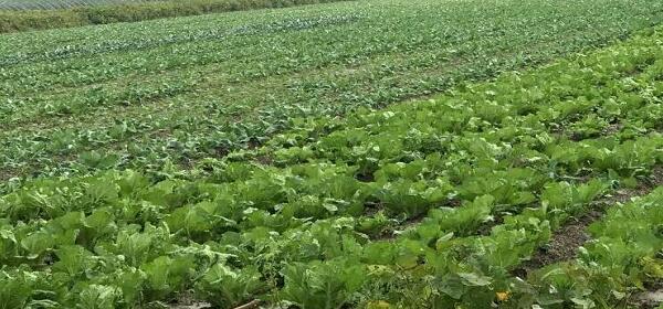 1760174579.jpg tupian_baocai3.jpg