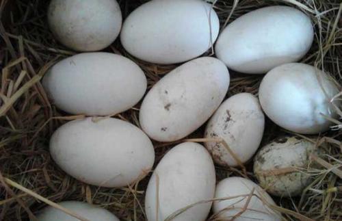 1762780869981289.jpg 5.jpg